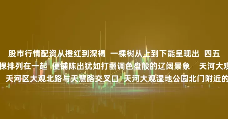 股市行情配资从橙红到深褐  一棵树从上到下能呈现出  四五种颜色的自然渐变  成千上万棵排列在一起  便铺陈出犹如打翻调色盘般的辽阔景象    天河大观湿地公园  📍地址：天河区大观北路与天慧路交叉口  天河大观湿地公园北门附近的这片落羽杉林  地面有坡度  林间分布着池塘  林中架设了木栈道  处处都能拍出极具文艺感的照片    其他观赏点推荐  帽峰山森林公园  📍地址：白云区头陂帽峰路168
